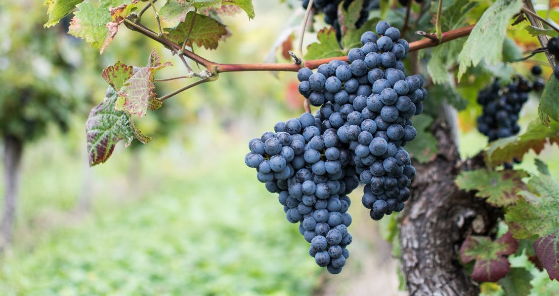 Міжнародний день маратефтіко