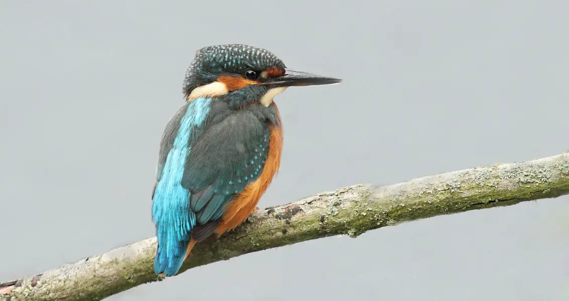 День птахів у США (National Bird Day) відзначають 5 січня.