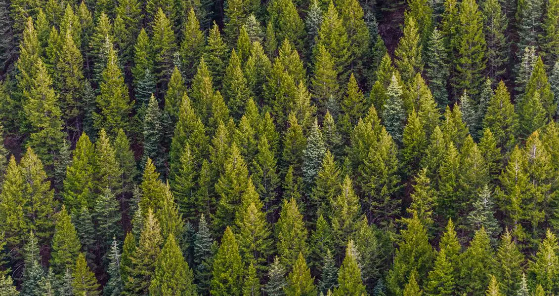 День вічнозеленого дерева Look for an Evergreen Day