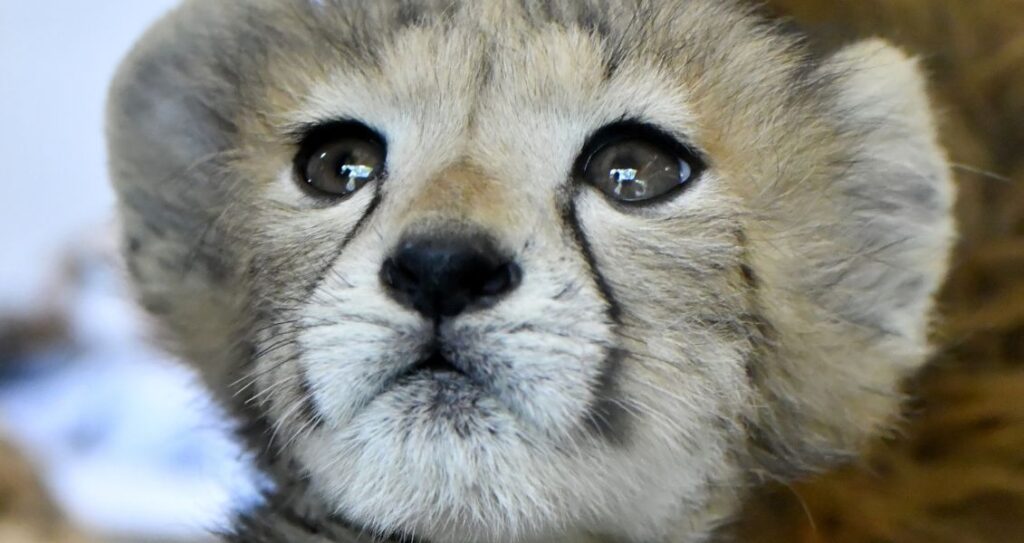 Дитинча герпарда