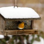 День годування птахів (Feed the Birds Day)