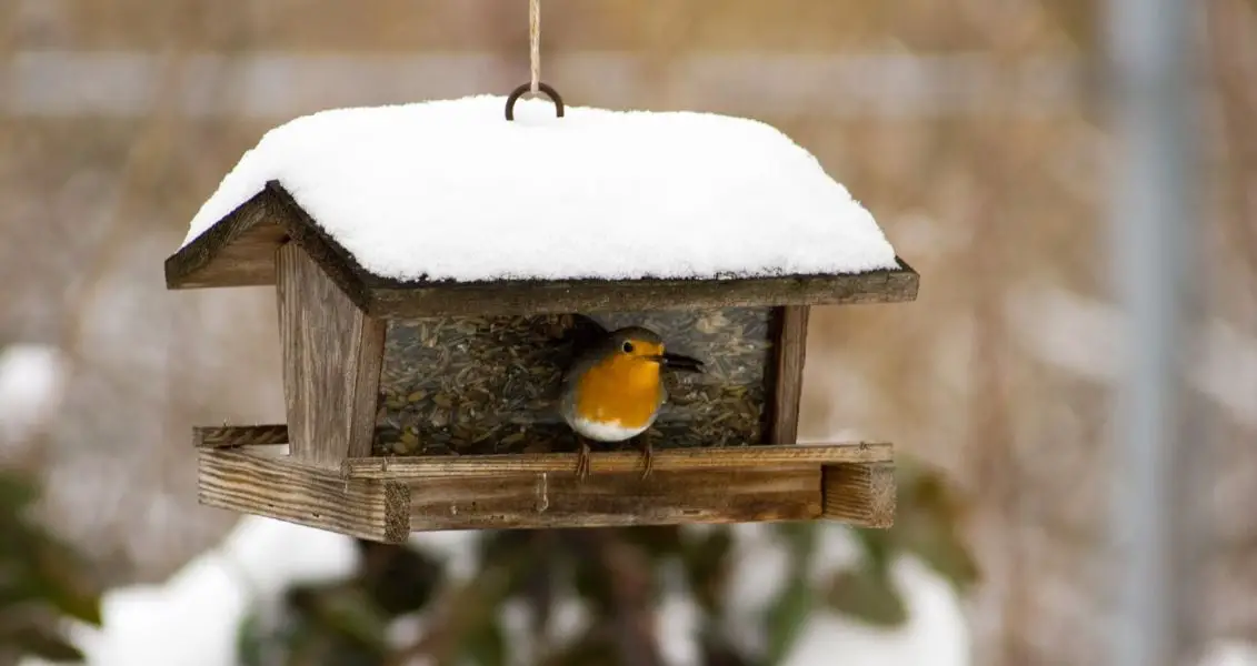 День годування птахів (Feed the Birds Day)