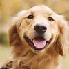 Міжнародний день золотистого ретрівера (International Golden Retriever Day)