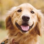 Міжнародний день золотистого ретрівера (International Golden Retriever Day)
