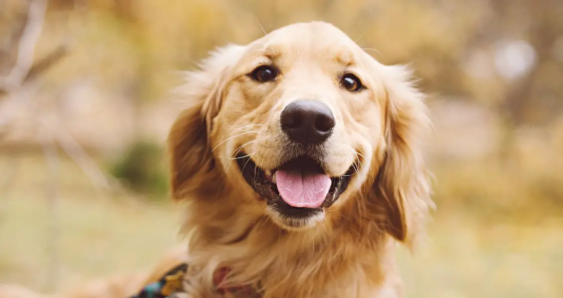Міжнародний день золотистого ретрівера (International Golden Retriever Day)