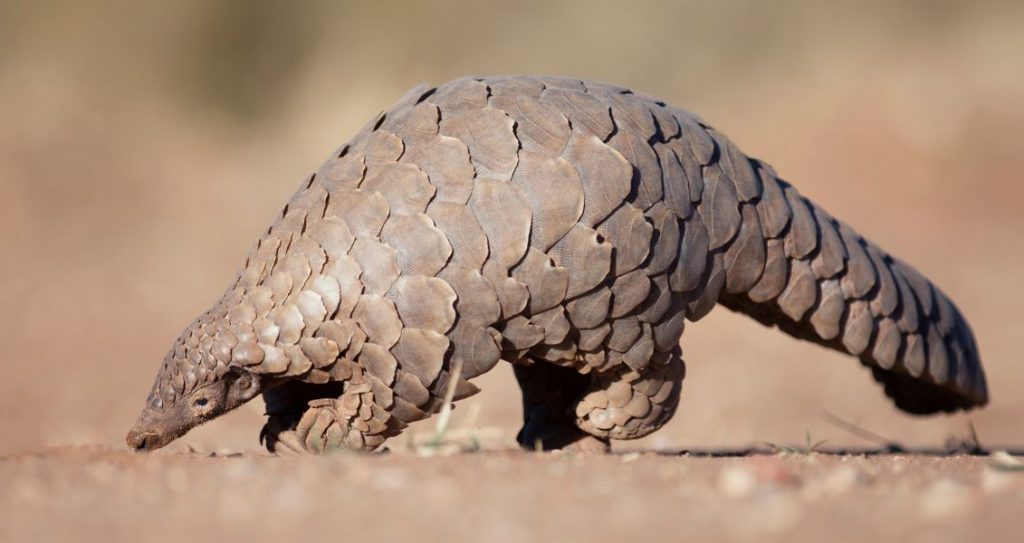 Всесвітній день панголіна (World Pangolin Day)
