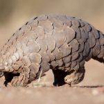 Всесвітній день панголіна (World Pangolin Day)