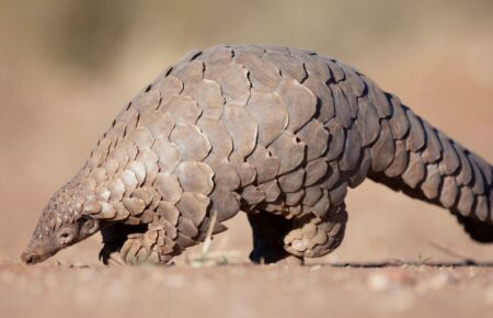 Всесвітній день панголіна (World Pangolin Day)