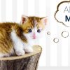 Міжнародний день порятунку котів