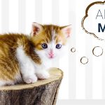 Міжнародний день порятунку котів