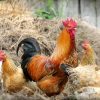 Міжнародний день шанобливого ставлення до курей