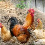 Міжнародний день шанобливого ставлення до курей