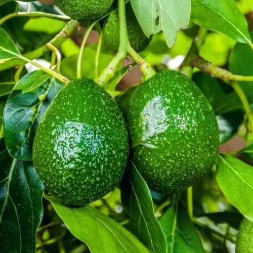 Авокадо Wurtz (Little Cado)