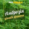Амброзія цікаві факти