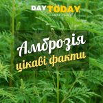 Амброзія цікаві факти