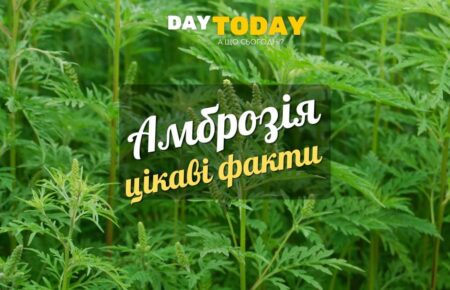 Амброзія цікаві факти