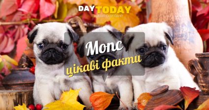 Ходімо далі? Наступна стаття