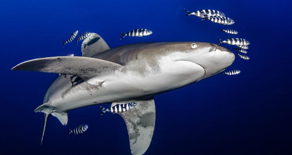 Акула довгокрила
