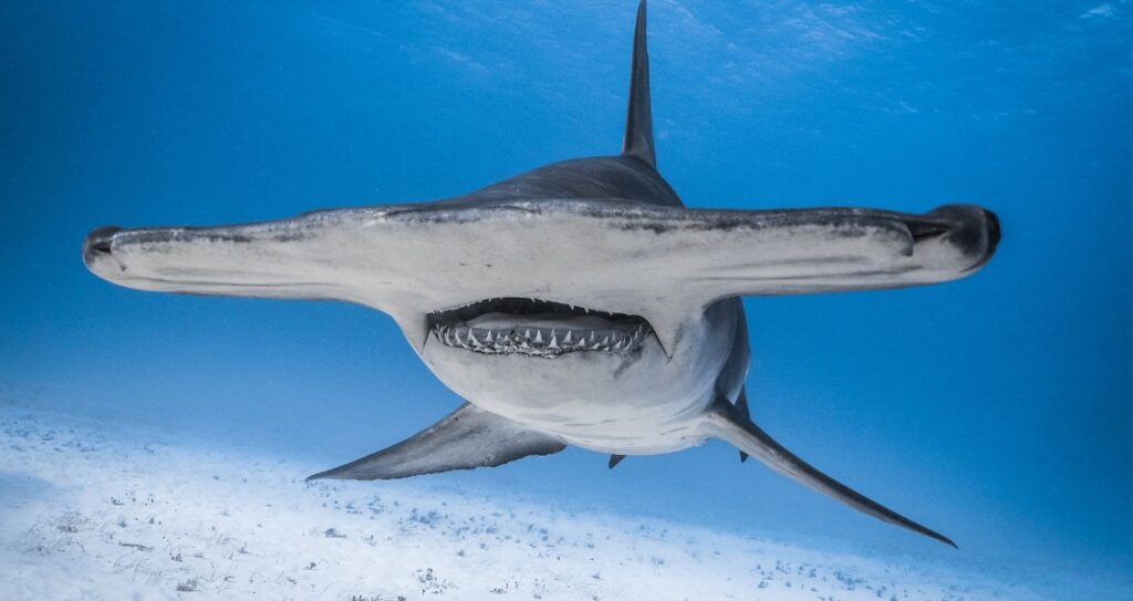 Акула-молот