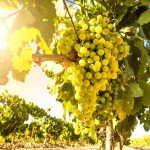 Міжнародний день Альбаріньйо