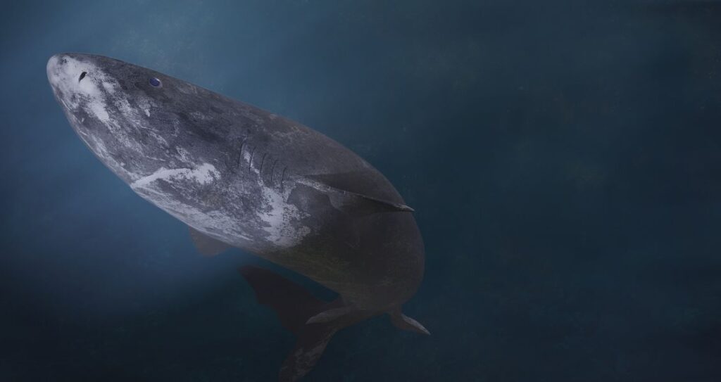 Полярна акула