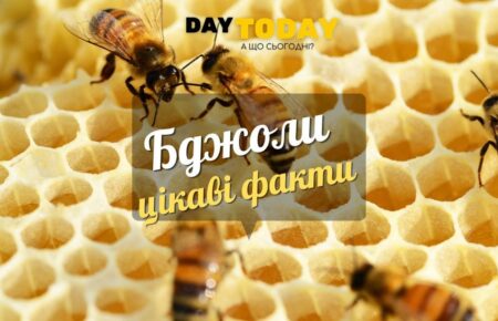 Цікаві факти про бджіл