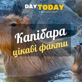 Цікаві факти про капібару