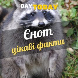 Цікаві факти про єнотів