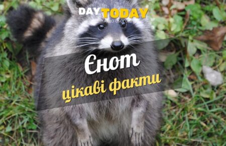 Цікаві факти про єнотів