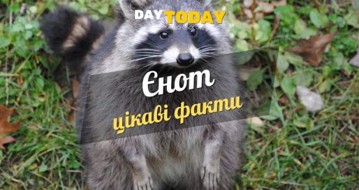 Цікаві факти про єнотів