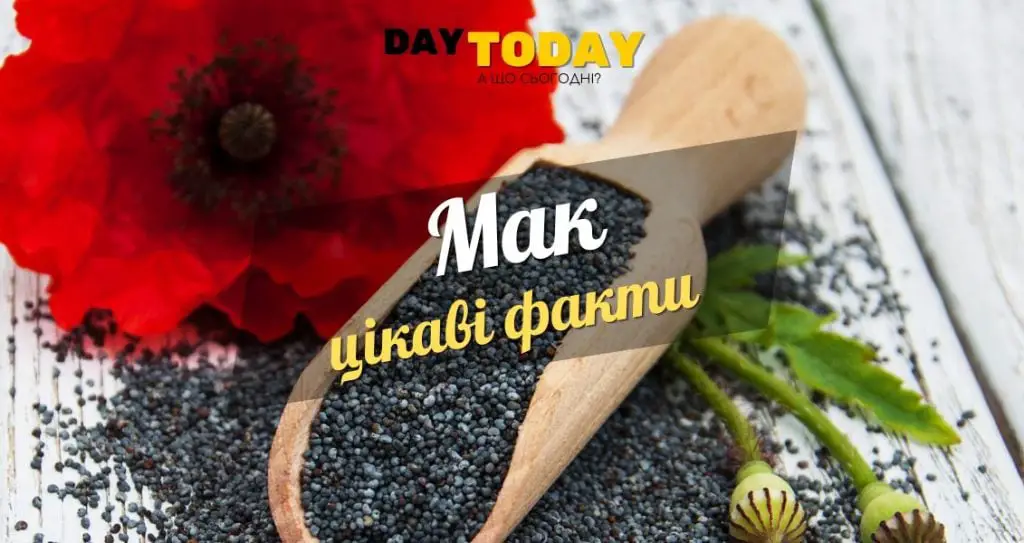 Цікаві факти про мак