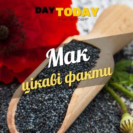 Цікаві факти про мак