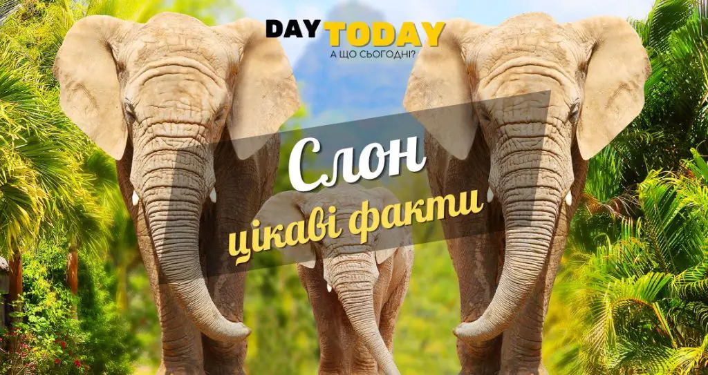 Цікаві факти про слонів