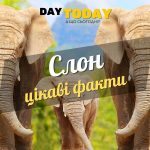 Цікаві факти про слонів