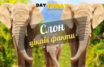 Цікаві факти про слонів