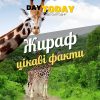 Цікаві факти про жирафів