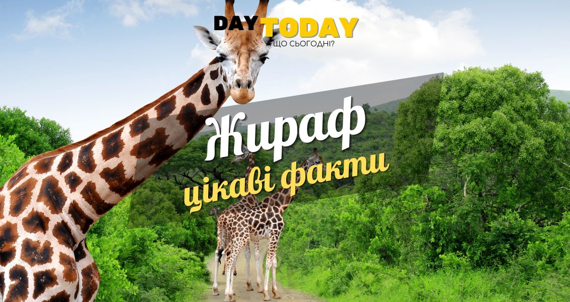 Цікаві факти про жирафів