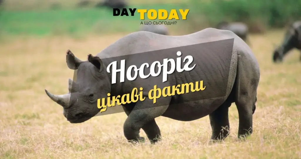 Цікаві факти про носорогів