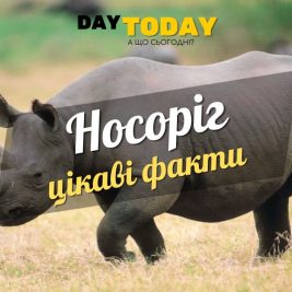 Цікаві факти про носорогів