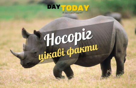 Цікаві факти про носорогів