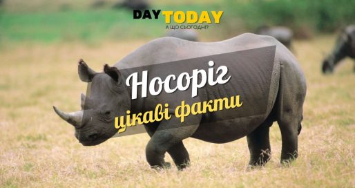 Цікаві факти про носорогів