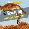Цікаві факти про кенгуру