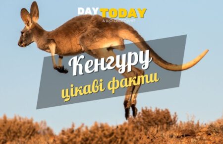Цікаві факти про кенгуру