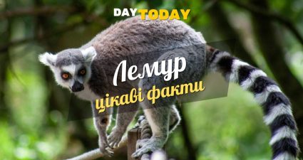 Ходімо далі? Наступна стаття