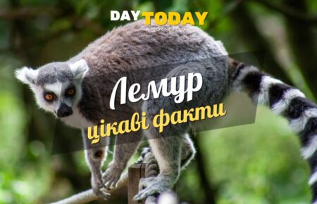 Цікаві факти про лемурів