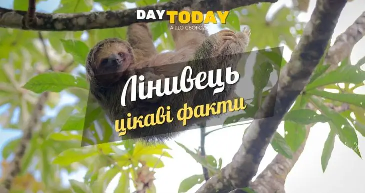 Цікаві факти про лінивців