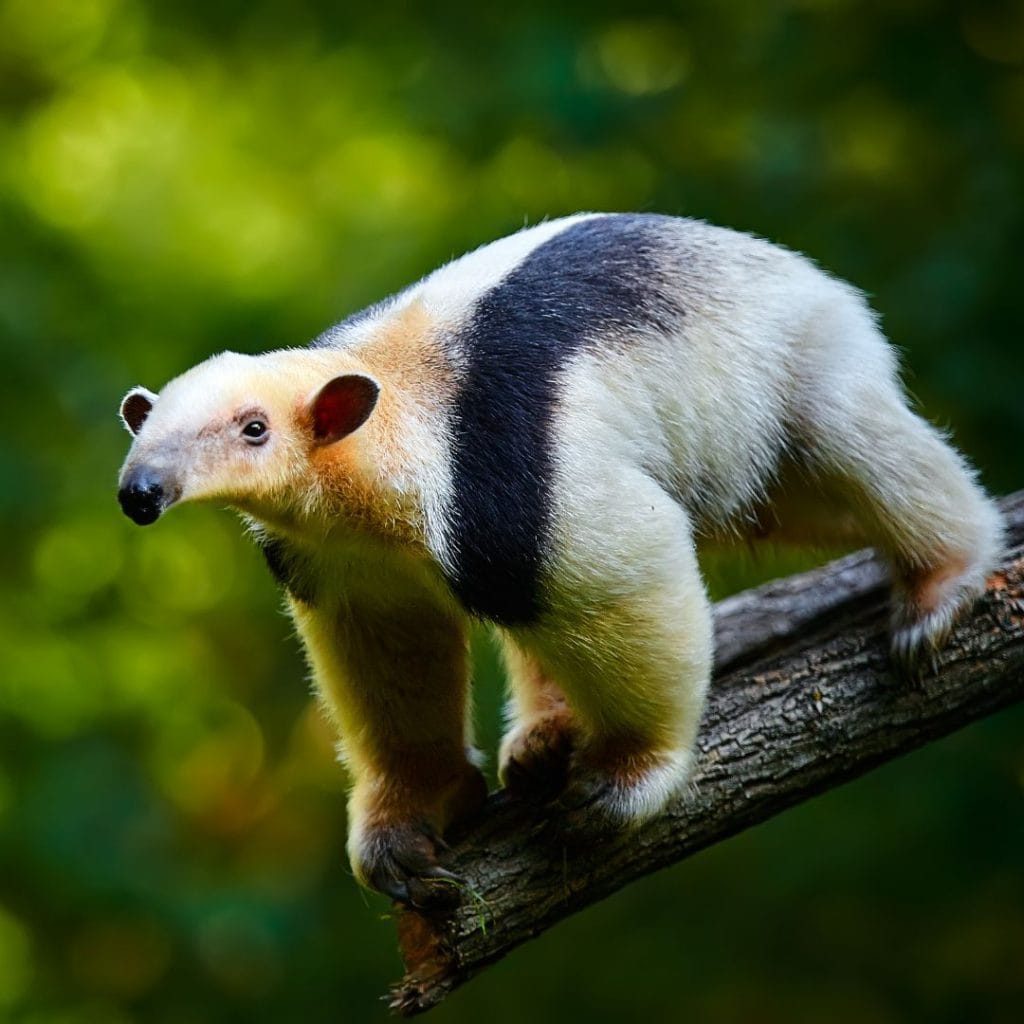 Південний таманду - Tamandua tetradactyla в тропічних лісах Бразилії. Тварина з Центральної Америки.
