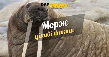 Ходімо далі? Наступна стаття