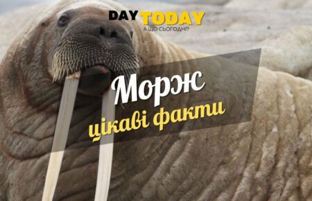 Цікаві факти про моржів