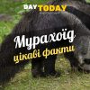 Цікаві факти про мурахоїдів